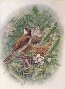 Whitethroat - Syl'via cine'rea c1910, (1910). Artist: George James Rankin