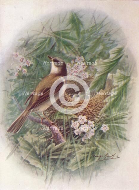 'Whitethroat - Syl'via cine'rea', c1910, (1910). Artist: George James Rankin.