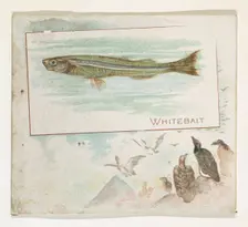 Whitebait, from Fish from American Waters series (N39) for Allen & Ginter Cigarettes, 1889. Creator: Allen & Ginter