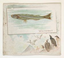 Whitebait, from Fish from American Waters series (N39) for Allen & Ginter Cigarettes, 1889. Creator: Allen & Ginter