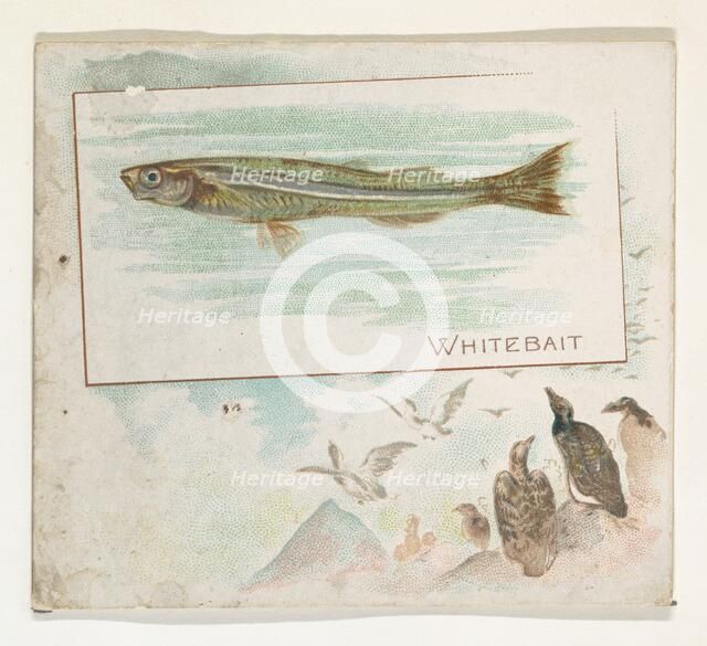 Whitebait, from Fish from American Waters series (N39) for Allen & Ginter Cigarettes, 1889. Creator: Allen & Ginter.