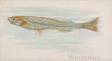 Whitebait, from the Fish from American Waters series (N8) for Allen & Ginter Cigarettes Br..., 1889. Creator: Allen & Ginter