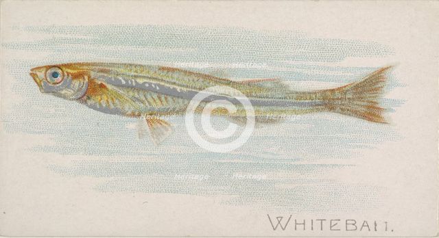 Whitebait, from the Fish from American Waters series (N8) for Allen & Ginter Cigarettes Br..., 1889. Creator: Allen & Ginter.