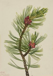 Whitebark Pine (Pinus albicaulis), 1924. Creator: Mary Vaux Walcott