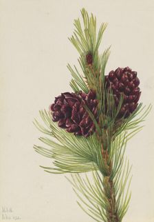 Whitebark Pine (Pinus albicaulis), 1931. Creator: Mary Vaux Walcott