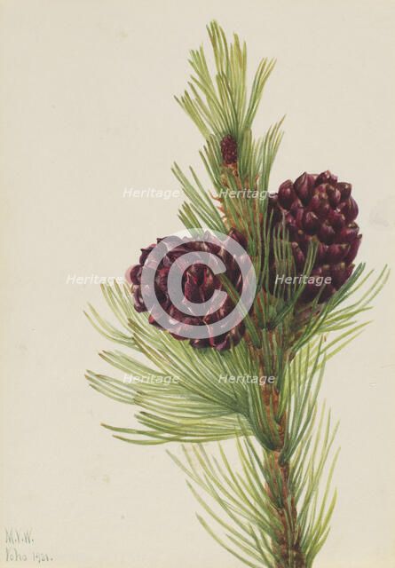 Whitebark Pine (Pinus albicaulis), 1931. Creator: Mary Vaux Walcott.