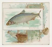 Whitefish, from Fish from American Waters series (N39) for Allen & Ginter Cigarettes, 1889. Creator: Allen & Ginter