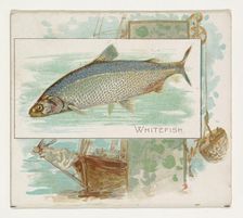 Whitefish, from Fish from American Waters series (N39) for Allen & Ginter Cigarettes, 1889. Creator: Allen & Ginter