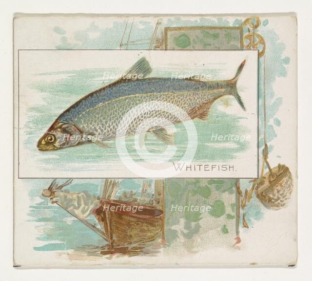 Whitefish, from Fish from American Waters series (N39) for Allen & Ginter Cigarettes, 1889. Creator: Allen & Ginter.