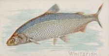 Whitefish, from the Fish from American Waters series (N8) for Allen & Ginter Cigarettes Br..., 1889. Creator: Allen & Ginter
