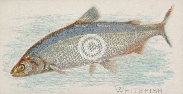 Whitefish, from the Fish from American Waters series (N8) for Allen & Ginter Cigarettes Br..., 1889. Creator: Allen & Ginter.