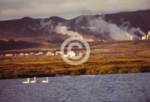 Whooper Swans on Lake Myvatn with Hot Springs Beyond, North Central Iceland, 20th century.  Artist: CM Dixon.