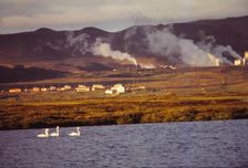 Whooper Swans on Lake Myvatn with Hot Springs Beyond, North Central Iceland, 20th century. Artist: CM Dixon