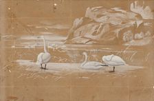 Whooper swans, sketch. Creator: Ferdinand von Wright