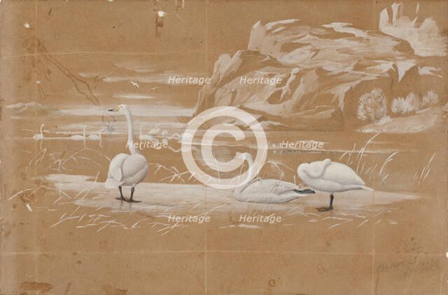 Whooper swans, sketch. Creator: Ferdinand von Wright.