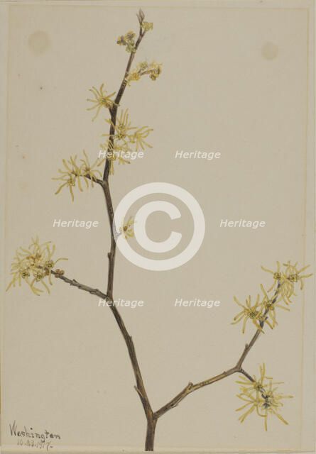 Witch-Hazel (Hamamelis virginiana), 1917. Creator: Mary Vaux Walcott.