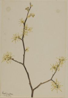 Witch-Hazel (Hamamelis virginiana), 1917. Creator: Mary Vaux Walcott