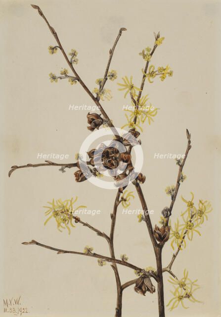Witch Hazel (Hamamelis virginiana), 1922. Creator: Mary Vaux Walcott.
