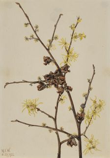 Witch Hazel (Hamamelis virginiana), 1922. Creator: Mary Vaux Walcott