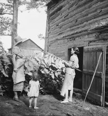 Wives of tobacco tenants pile the tobacco before the..., Granville County, North Carolina, 1939. Creator: Dorothea Lange