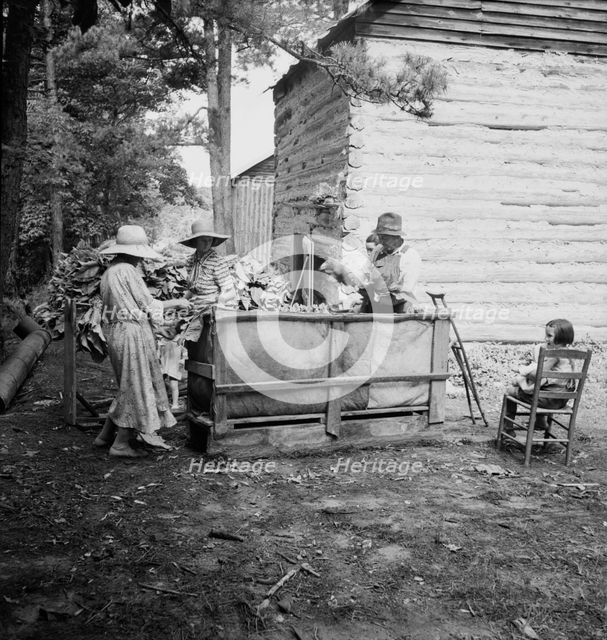 Wives of tobacco tenants pile the tobacco..., Granville County, North Carolina, 1939. Creator: Dorothea Lange.