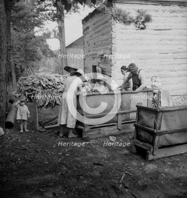 Wives of tobacco tenants pile the tobacco..., Granville County, North Carolina, 1939. Creator: Dorothea Lange.