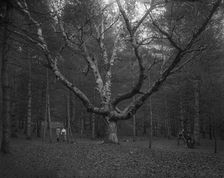Wizard Tree, Cathedral Woods, North Conway, White Mountains, The, c1900. Creator: Unknown