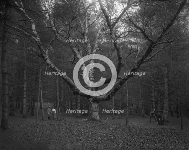 Wizard Tree, Cathedral Woods, North Conway, White Mountains, The, c1900. Creator: Unknown.