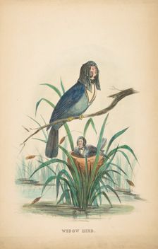 Widow Bird, from The Comic Natural History of the Human Race, 1851. Creators: Henry Louis Stephens, L. Rosenthal