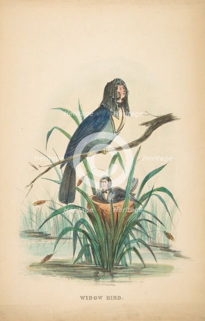 Widow Bird, from The Comic Natural History of the Human Race, 1851. Creators: Henry Louis Stephens, L. Rosenthal.