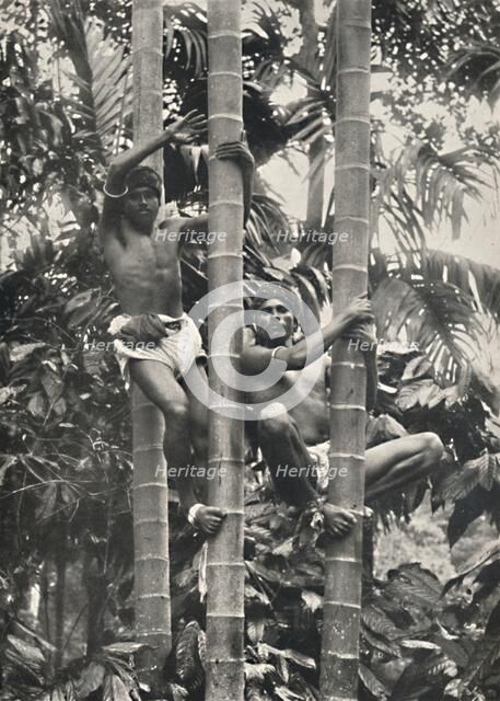 'Wie Ceylonesen auf die Kokospalmen klettern', 1926. Artist: Unknown.