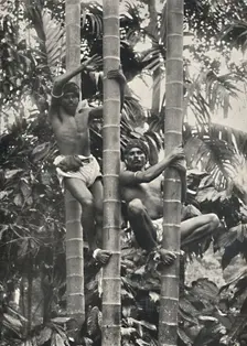Wie Ceylonesen auf die Kokospalmen klettern 1926