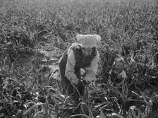 Wife of formerly rehabilitation client now operating own farm, near Manteca, CA, 1938. Creator: Dorothea Lange