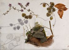 Wild thyme (Thymus praecox): flowers, stems and leaves in various pictures, 1897. Creator: Unknown
