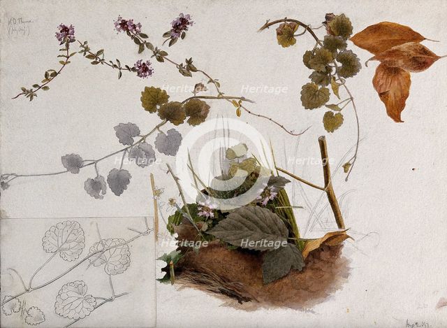 Wild thyme (Thymus praecox): flowers, stems and leaves in various pictures, 1897. Creator: Unknown.