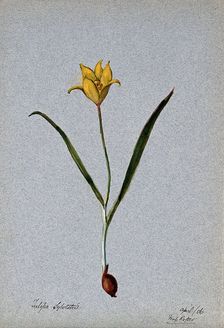 Wild tulip (Tulipa sylvestris): flowering plant, 1906. Creator: Unknown