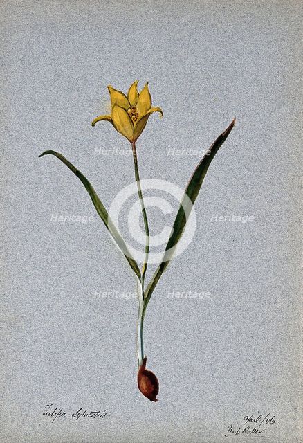 Wild tulip (Tulipa sylvestris): flowering plant, 1906. Creator: Unknown.