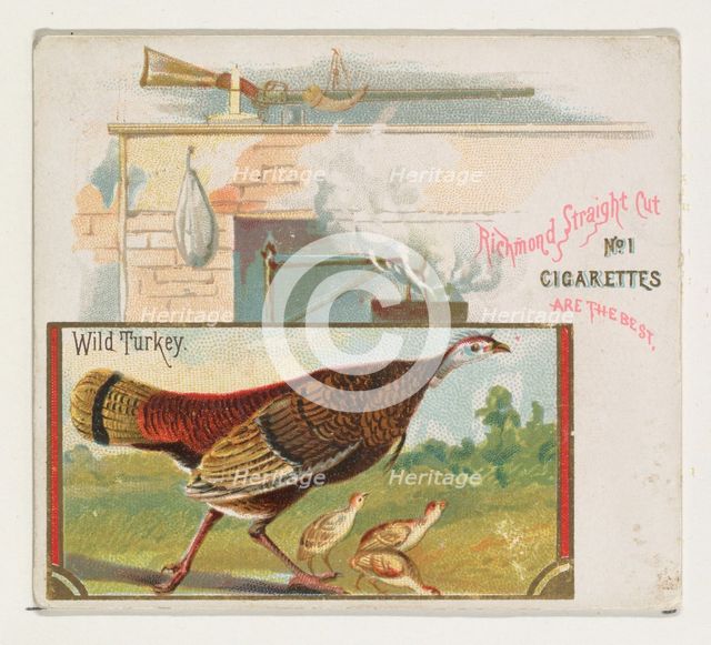 Wild Turkey, from the Game Birds series (N40) for Allen & Ginter Cigarettes, 1888-90. Creator: Allen & Ginter.
