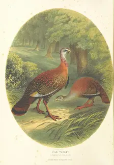 Wild Turkey, (Meleagris Gallopavo), 1866. Creator: M & N Hanhart