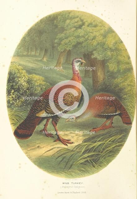 Wild Turkey, (Meleagris Gallopavo), 1866.  Creator: M & N Hanhart.