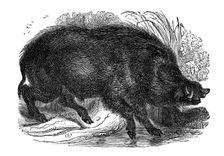 Wild boar, 1848