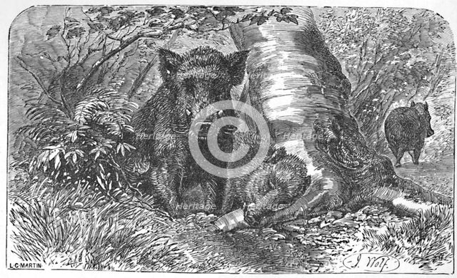 'Wild Boars in the Forest', c1900. Artist: Helena J. Maguire.