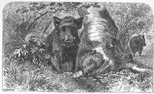 Wild Boars in the Forest c1900. Artist: Helena J. Maguire