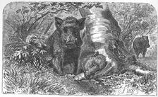 Wild Boars in the Forest c1900. Artist: Helena J. Maguire