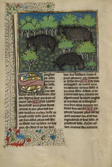 Wild Boars; Livre de la Chasse, about 1430-1440. Creator: Unknown