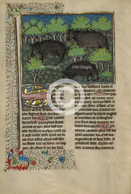 Wild Boars; Livre de la Chasse, about 1430-1440. Creator: Unknown.
