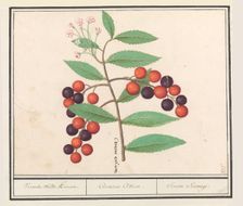 Wild black cherry (Prunus serotina), 1596-1610. Creators: Anselmus de Boodt, Elias Verhulst