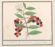 Wild black cherry (Prunus serotina), 1596-1610. Creators: Anselmus de Boodt, Elias Verhulst