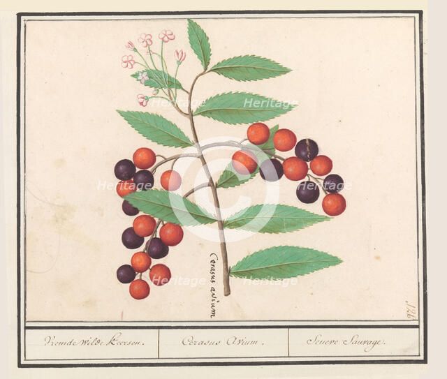 Wild black cherry (Prunus serotina), 1596-1610. Creators: Anselmus de Boodt, Elias Verhulst.