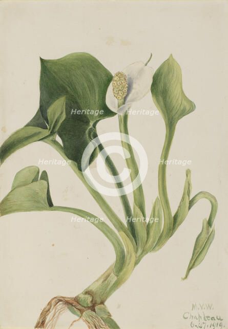 Wild Calla (Calla palustris), 1919. Creator: Mary Vaux Walcott.